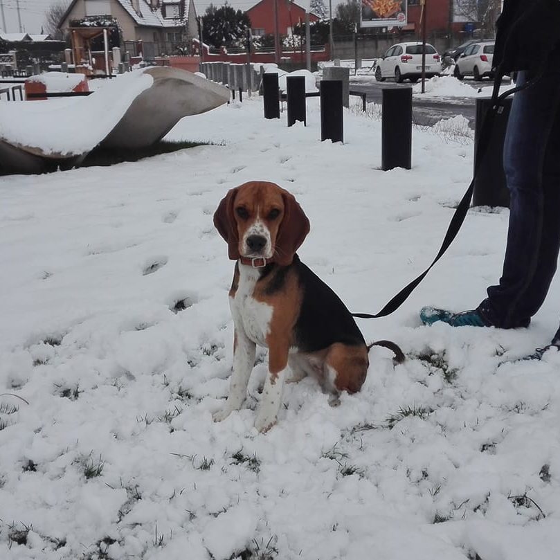 Oslo Beagle
